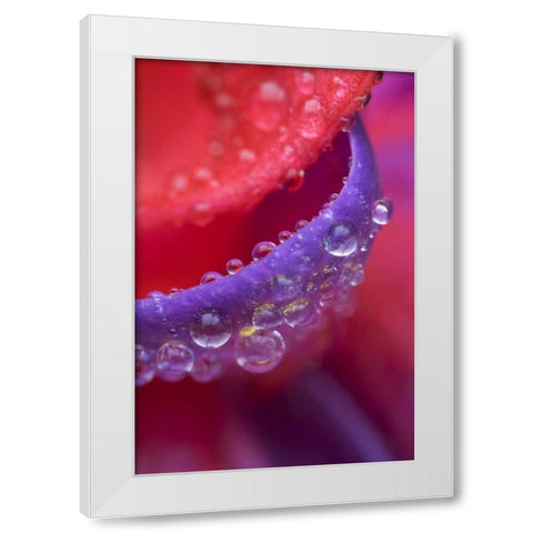 OR, pink and purple fuchsia with rain drops White Modern Wood Framed Art Print by Rotenberg, Nancy