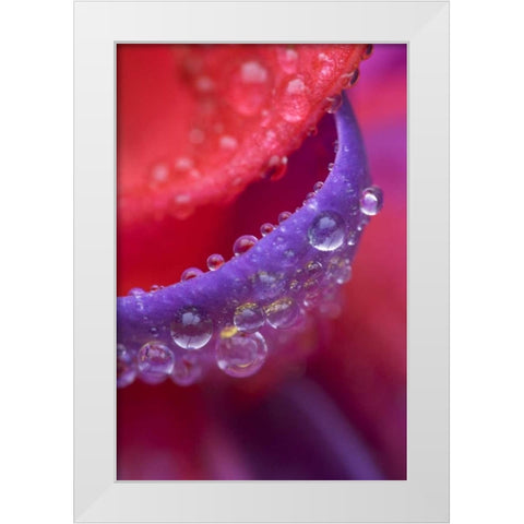 OR, pink and purple fuchsia with rain drops White Modern Wood Framed Art Print by Rotenberg, Nancy