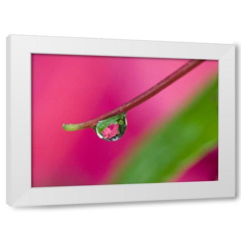 OR, Water droplet on New Guinea impatiens White Modern Wood Framed Art Print by Rotenberg, Nancy