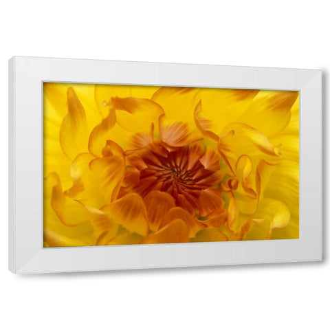 OR, Shore Acres Gardens, Yellow dahlia backlight White Modern Wood Framed Art Print by Rotenberg, Nancy