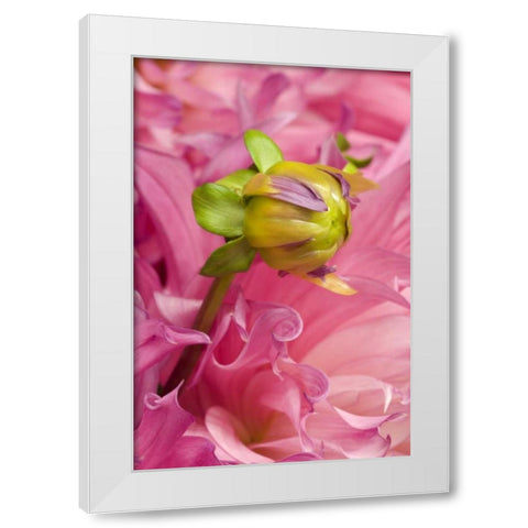 Oregon, Swan Island, Bud Sprouting From Dahlia White Modern Wood Framed Art Print by Rotenberg, Nancy