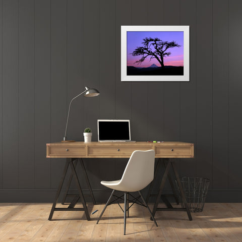 OR, Columbia Gorge, Pine tree framing Mount Hood White Modern Wood Framed Art Print by Terrill, Steve