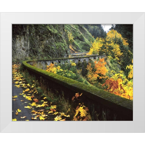 OR, Columbia Gorge, Columbia River Highway White Modern Wood Framed Art Print by Terrill, Steve