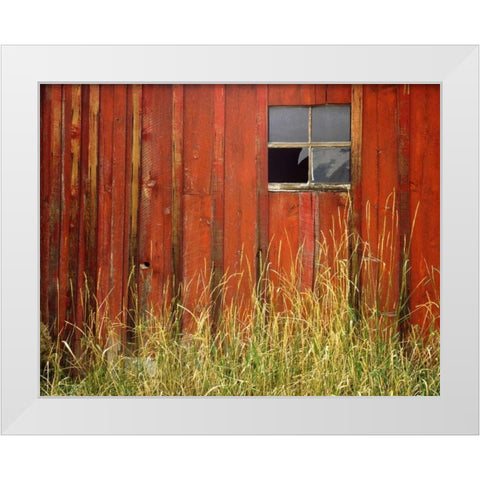 OR, Joseph, Grasses contrast with broken window White Modern Wood Framed Art Print by Terrill, Steve