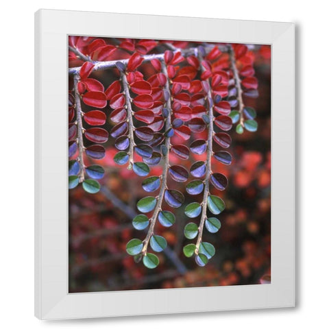 OR, Multnomah Co, Cotoneaster in fall colors White Modern Wood Framed Art Print by Terrill, Steve