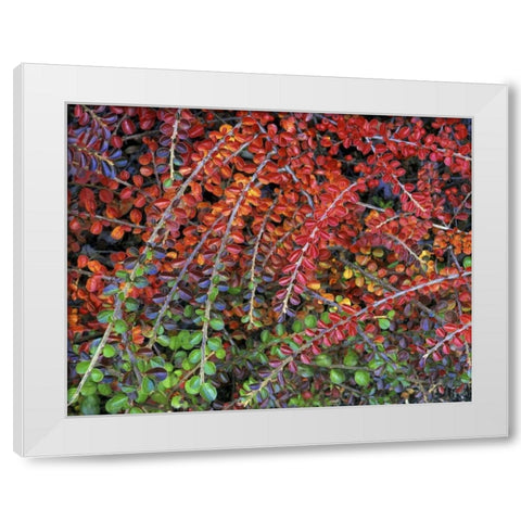 OR, Multnomah Co, Leaves of cotoneaster plant White Modern Wood Framed Art Print by Terrill, Steve