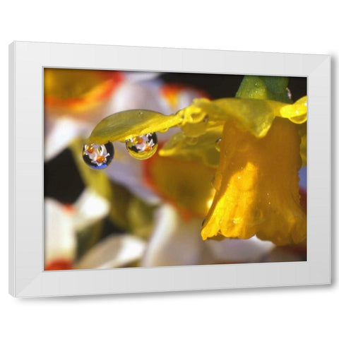 OR, Dewdrops clinging to daffodil petals White Modern Wood Framed Art Print by Terrill, Steve