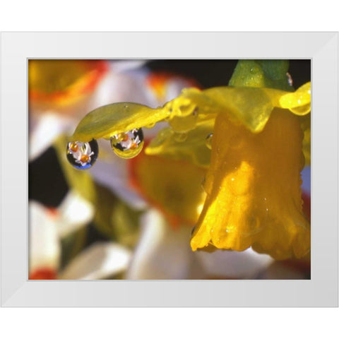 OR, Dewdrops clinging to daffodil petals White Modern Wood Framed Art Print by Terrill, Steve