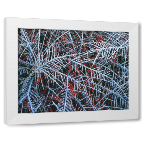 OR, Portland, Cotoneaster plant with berries White Modern Wood Framed Art Print by Terrill, Steve
