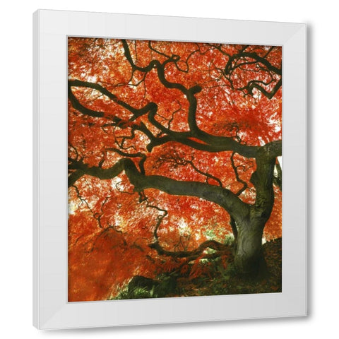 OR, Portland, Japanese maple tree in garden White Modern Wood Framed Art Print by Terrill, Steve