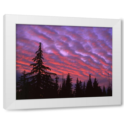 OR, Three Sisters, sunset clouds over forest White Modern Wood Framed Art Print by Terrill, Steve