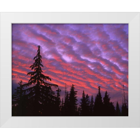 OR, Three Sisters, sunset clouds over forest White Modern Wood Framed Art Print by Terrill, Steve