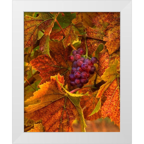 OR, Willamette Valley, Pinot noir grapes in fall White Modern Wood Framed Art Print by Terrill, Steve