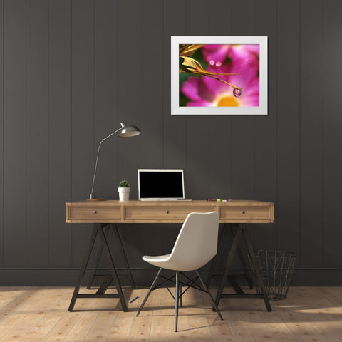 OR, Cosmos flower reflecting in dewdrop White Modern Wood Framed Art Print by Terrill, Steve
