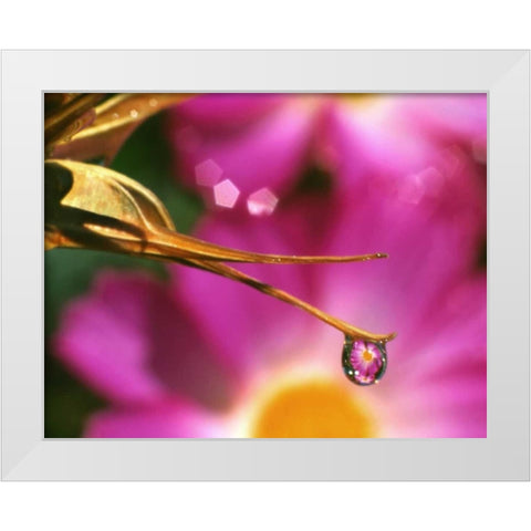 OR, Cosmos flower reflecting in dewdrop White Modern Wood Framed Art Print by Terrill, Steve