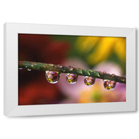 OR, Flower reflecting in dewdrops on grass White Modern Wood Framed Art Print by Terrill, Steve