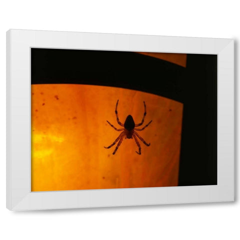 OR, Silhouette of European garden spider White Modern Wood Framed Art Print by Terrill, Steve