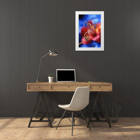 OR, Dewdrops on sweet pea tendril reflect flowers White Modern Wood Framed Art Print by Terrill, Steve