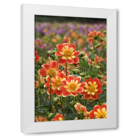 Oregon Field of dahlia flowers on Swan Island White Modern Wood Framed Art Print by Rotenberg, Nancy