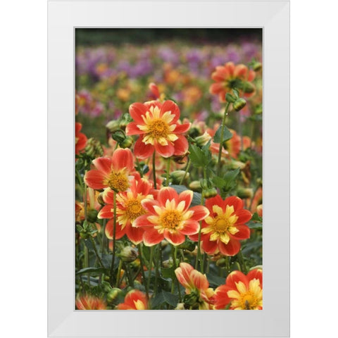 Oregon Field of dahlia flowers on Swan Island White Modern Wood Framed Art Print by Rotenberg, Nancy