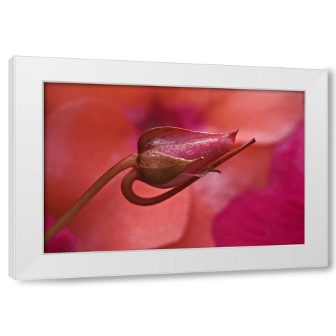 USA, Oregon Close-up of ose bud with dew White Modern Wood Framed Art Print by Rotenberg, Nancy