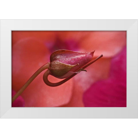 USA, Oregon Close-up of ose bud with dew White Modern Wood Framed Art Print by Rotenberg, Nancy
