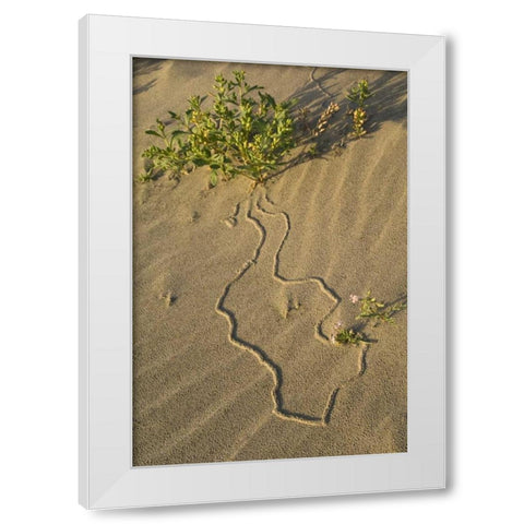 OR, Beetle tracks and flowers growing in sand White Modern Wood Framed Art Print by Rotenberg, Nancy