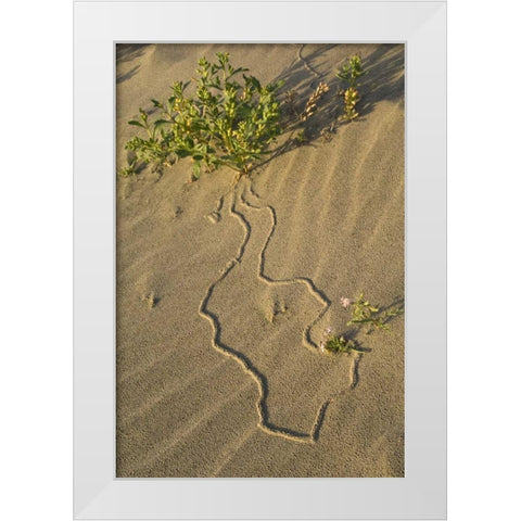 OR, Beetle tracks and flowers growing in sand White Modern Wood Framed Art Print by Rotenberg, Nancy