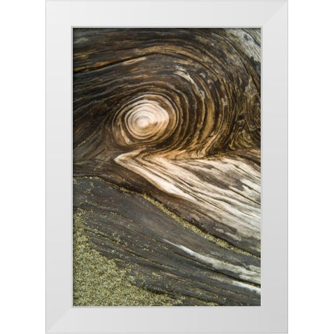 USA, Oregon Stump pattern on beach White Modern Wood Framed Art Print by Rotenberg, Nancy