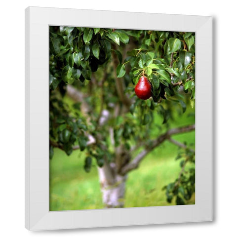 OR, Hood River Valley Bartlett pear in orchard White Modern Wood Framed Art Print by Terrill, Steve