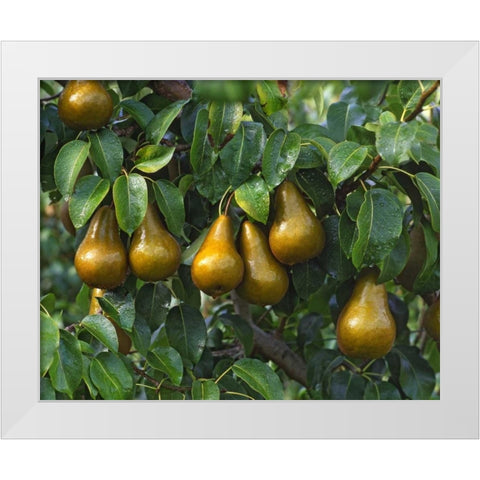 OR, Hood River Bosc pears ready for harvest White Modern Wood Framed Art Print by Terrill, Steve