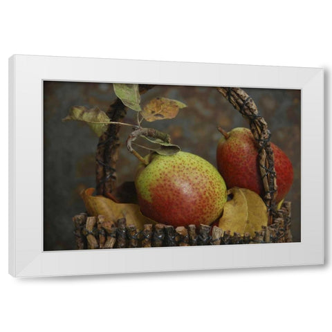 OR, Hood River Fresh-picked Forelle pears White Modern Wood Framed Art Print by Terrill, Steve