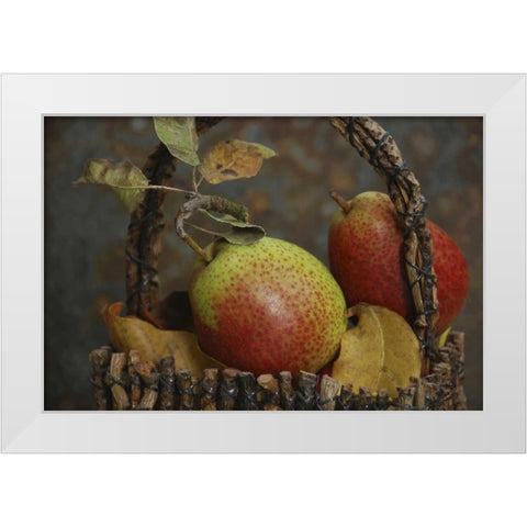 OR, Hood River Fresh-picked Forelle pears White Modern Wood Framed Art Print by Terrill, Steve