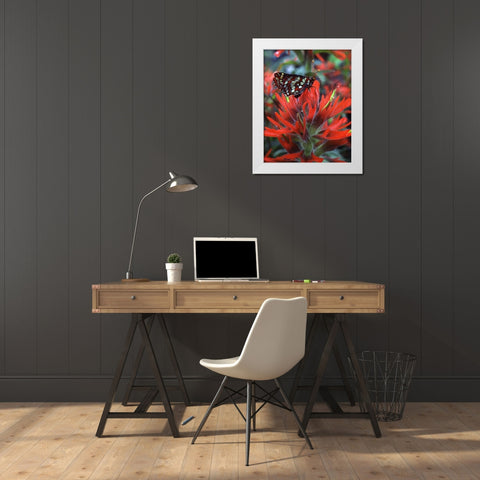 OR, Mt Hood NF Checkerspot butterfly on flower White Modern Wood Framed Art Print by Terrill, Steve