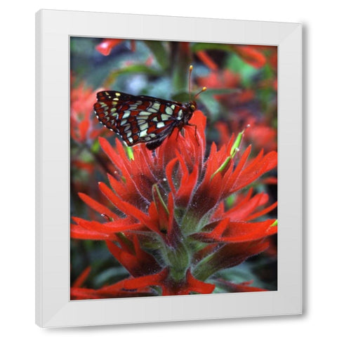 OR, Mt Hood NF Checkerspot butterfly on flower White Modern Wood Framed Art Print by Terrill, Steve