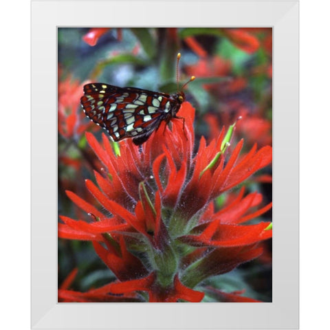 OR, Mt Hood NF Checkerspot butterfly on flower White Modern Wood Framed Art Print by Terrill, Steve