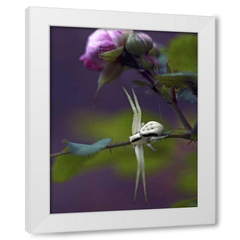 OR, Multnomah Co Crab spider on wild rose White Modern Wood Framed Art Print by Terrill, Steve