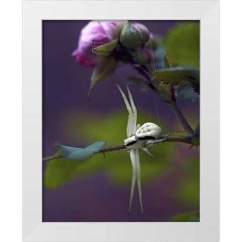 OR, Multnomah Co Crab spider on wild rose White Modern Wood Framed Art Print by Terrill, Steve