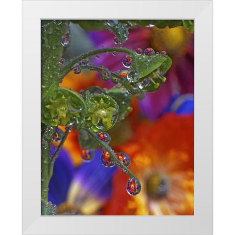 OR, Multnomah Co, Garden flowers reflect in dew White Modern Wood Framed Art Print by Terrill, Steve