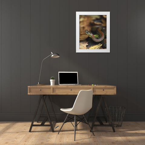 Oregon, Multnomah County Garter snake in garden White Modern Wood Framed Art Print by Terrill, Steve