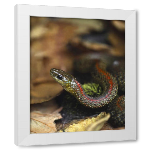 Oregon, Multnomah County Garter snake in garden White Modern Wood Framed Art Print by Terrill, Steve