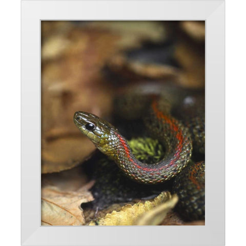 Oregon, Multnomah County Garter snake in garden White Modern Wood Framed Art Print by Terrill, Steve