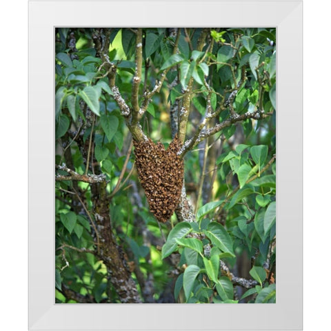 OR, Multnomah Co, Honey bees cluster onto lilac White Modern Wood Framed Art Print by Terrill, Steve