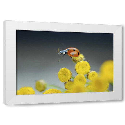 OR, Multnomah Co Ladybug on yellow tansy flower White Modern Wood Framed Art Print by Terrill, Steve