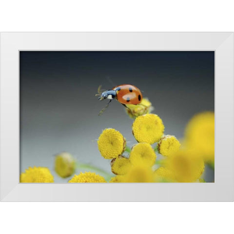 OR, Multnomah Co Ladybug on yellow tansy flower White Modern Wood Framed Art Print by Terrill, Steve