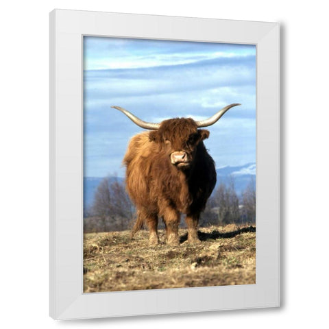 OR, Multnomah Co, Highland cow on ranch White Modern Wood Framed Art Print by Terrill, Steve