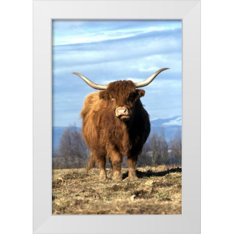 OR, Multnomah Co, Highland cow on ranch White Modern Wood Framed Art Print by Terrill, Steve