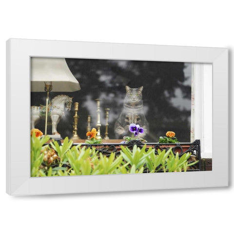 Oregon, Portland Cat looking out window of home White Modern Wood Framed Art Print by Terrill, Steve