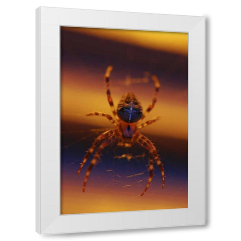 OR, Portland Common garden spider illuminated White Modern Wood Framed Art Print by Terrill, Steve