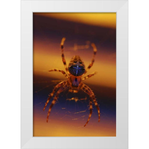 OR, Portland Common garden spider illuminated White Modern Wood Framed Art Print by Terrill, Steve